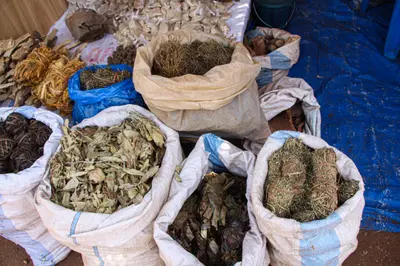 Sacs de plantes medicinales sechees, medecine traditionnelle
